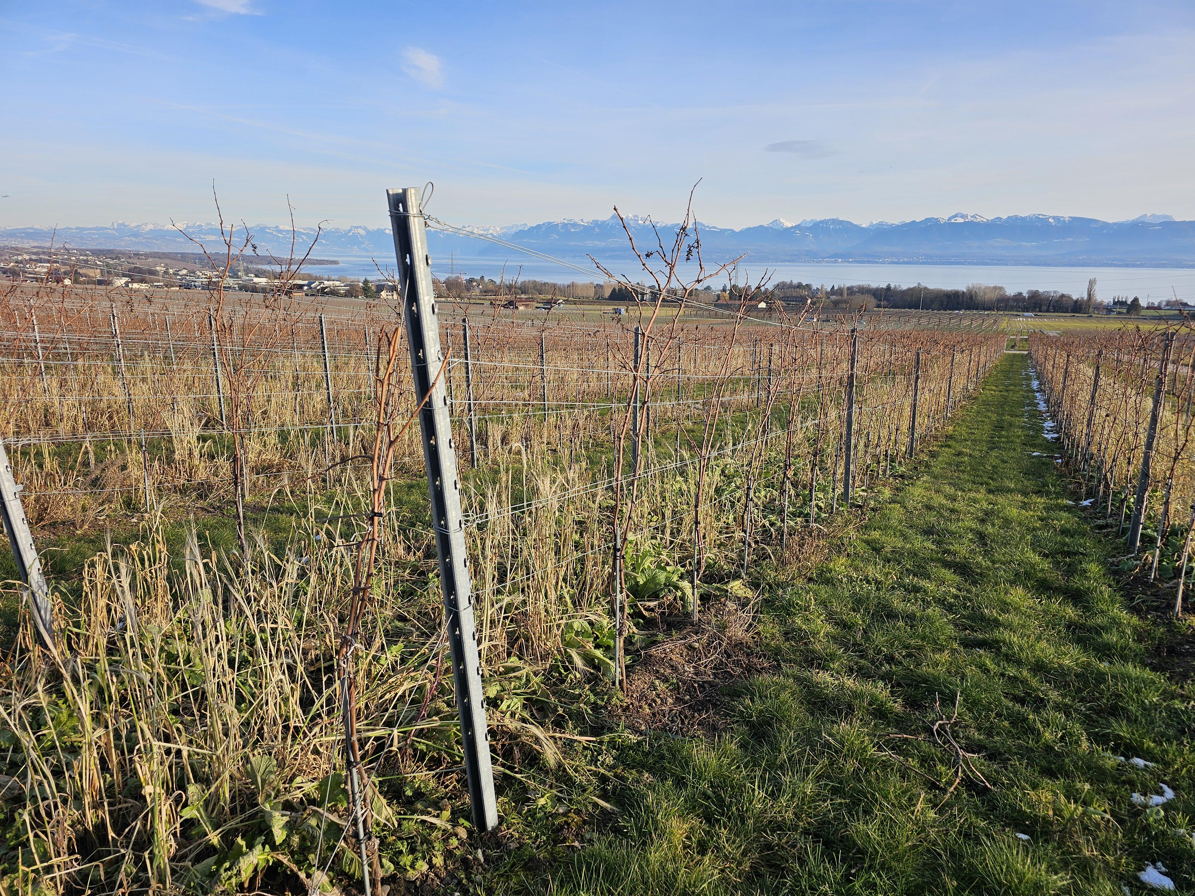 Domaine vitivinicole La Côte - Image# 17